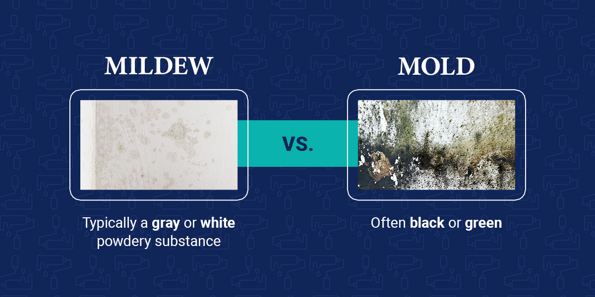 a graphic explaining the difference between mold and mildew on paint